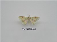 藏品(尺蛾379)的圖片